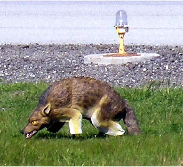 Alt view image 4 of 9 - BIRD-X COYOTE Coyote, 2-D,4 lb.,Coraplast