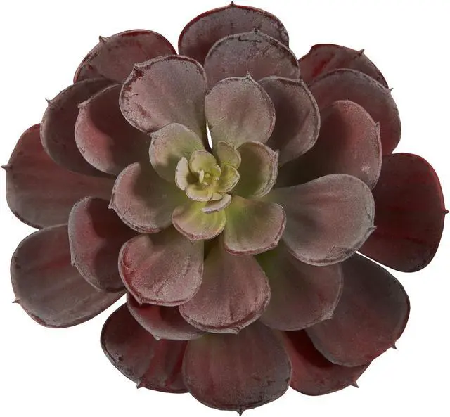Alt view image 7 of 11 - Nearly Natural 6105-BG-S12 6 in. Echeveria Succulent Plant, Burgundy - Set of 12