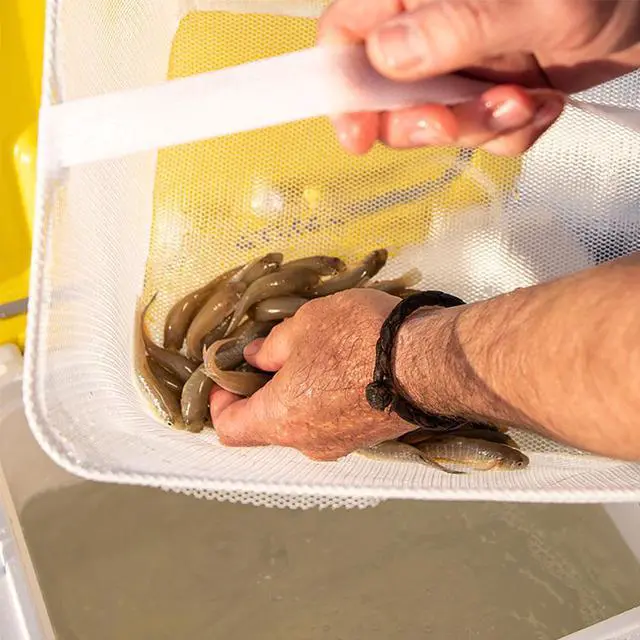 Alt view image 4 of 9 - Frabill 19 Quart Capacity Heavy Duty Organizing Magnum Tackle Box Bait Station