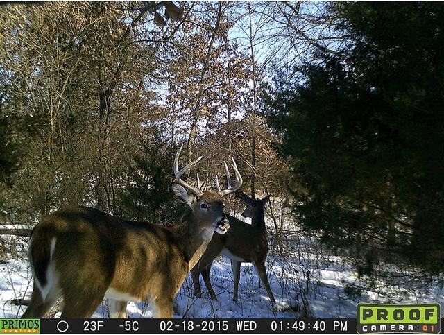 Alt view image 7 of 12 - Primos Hunting 10MP Low Glow Proof  OD Trail Camera Cam (Green)