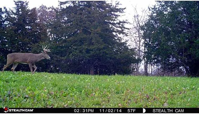 Alt view image 7 of 7 - STEALTH CAM STC-G30 G30 8.0 Megapixel 80ft Scouting Camera