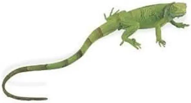 Main image of Safari Incredible Creatures - Iguana Baby