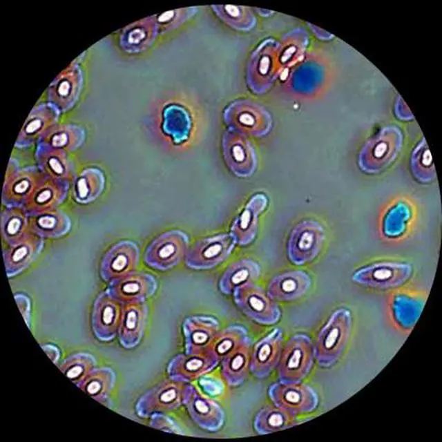 Alt view image 4 of 5 - 40X-1600X Lab Clinic Vet Trinocular Turret Phase Contrast Microscope