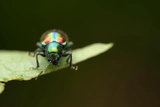 Alt view image 3 of 7 - Sony FE 100mm F2.8 GM OSS Full Frame E Mount Telephoto Camera Lens