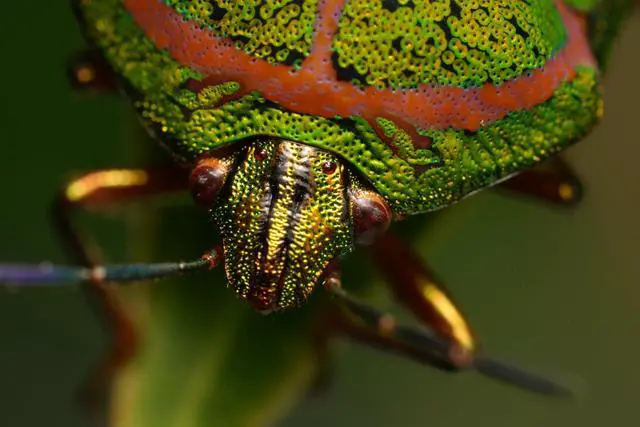 Alt view image 4 of 7 - Sony FE 100mm F2.8 GM OSS Full Frame E Mount Telephoto Camera Lens