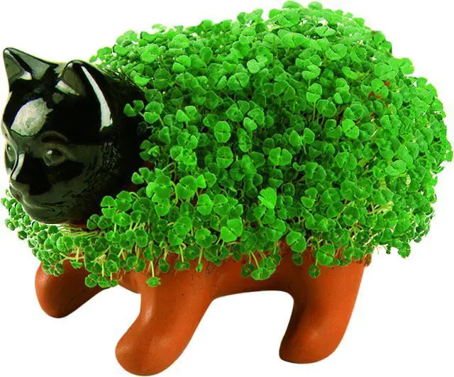 Alt view image 3 of 9 - Chia Pet Planter - Kitten