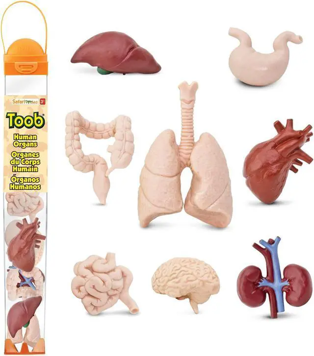 Alt view image 9 of 9 - Human Organs Toob Mini Figures Safari Ltd