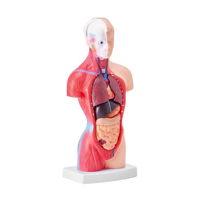Alt view image 15 of 15 - Human Body Model, 15 Parts 11 inch, Human Torso Anatomy Model Anatomical Skeleton Model with Removable Organs, Educational Teaching Tool for Students Science Learning School Education Display