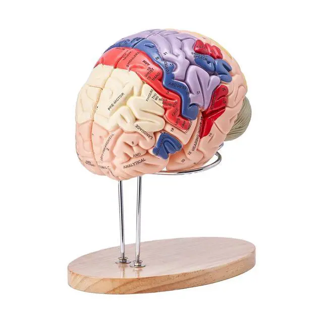 Alt view image 10 of 10 - Human Brain Model Anatomy, 2X Life-Size 4-Part Human Brain Anatomical Model with Labels & Display Base, Color-Coded Detachable Brain Model for Science Research Teaching Learning Study Display