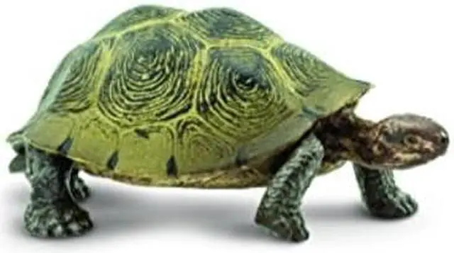 Main image of Safari: Desert Toroise