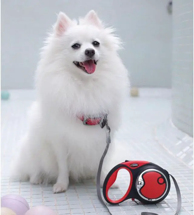 Alt view image 4 of 4 - Retractable X-Large Leash Package - Red