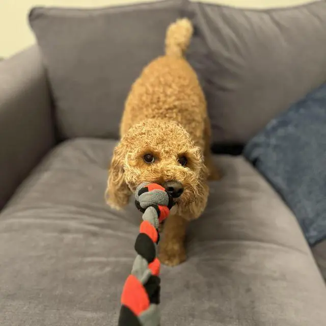 Alt view image 3 of 3 - Tall Tails PT758 15 inch Braided Fleece Dog Tug Toy