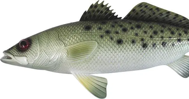 Alt view image 2 of 2 - Spotted Sea Trout Replica Nautical Saltwater Fishing Wall Decor 28 Inches