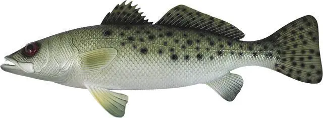 Main image of Spotted Sea Trout Replica Nautical Saltwater Fishing Wall Decor 28 Inches