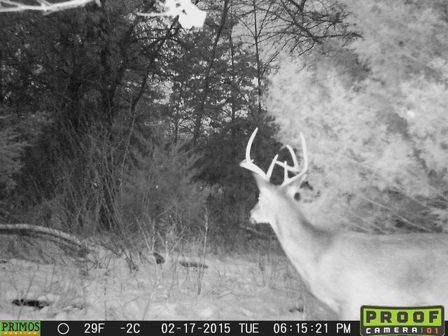 Alt view image 2 of 12 - Primos Hunting 10MP Low Glow Proof  OD Trail Camera Cam (Green)