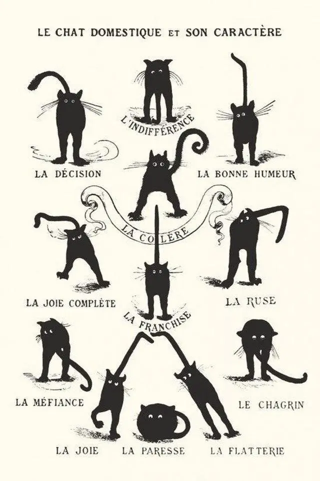 Main image of Le Chat Domestique Poster Print Black Cats Poster Print (22 x 34)
