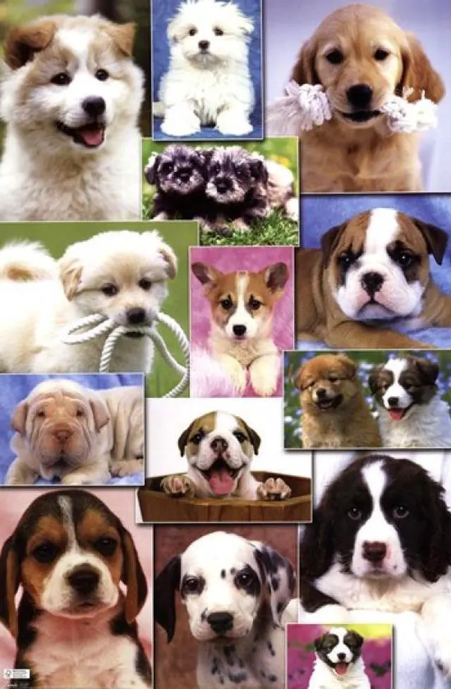Main image of Puppies 2 Poster Print (24 x 36)