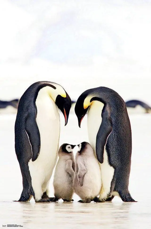 Main image of Emperor Penguins - Group Poster Print (22 x 34)