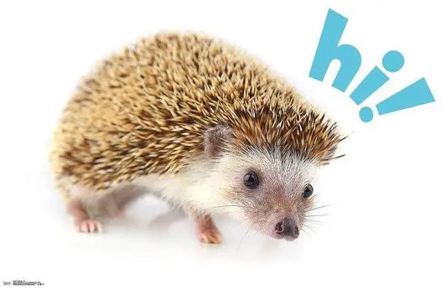 Main image of Hedgehog - Hi Poster Print (34 x 22)
