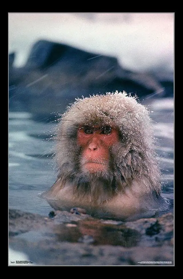 Main image of Life - Japanese Snow Monkey Poster Print (22 x 34)