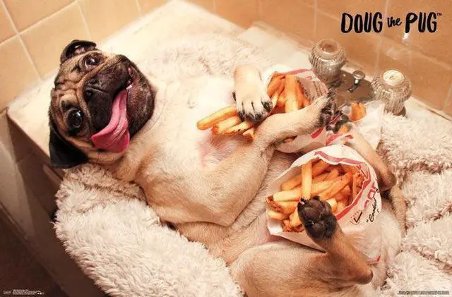 Main image of Dug The Pug - Fries Poster Print (34 x 22)