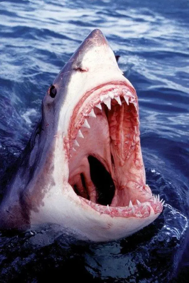 Main image of Great White Shark Poster Print (36 x 24)