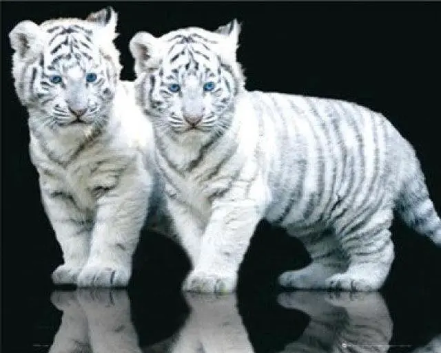 Main image of White Tiger Cubs Poster Print (20 X 16)