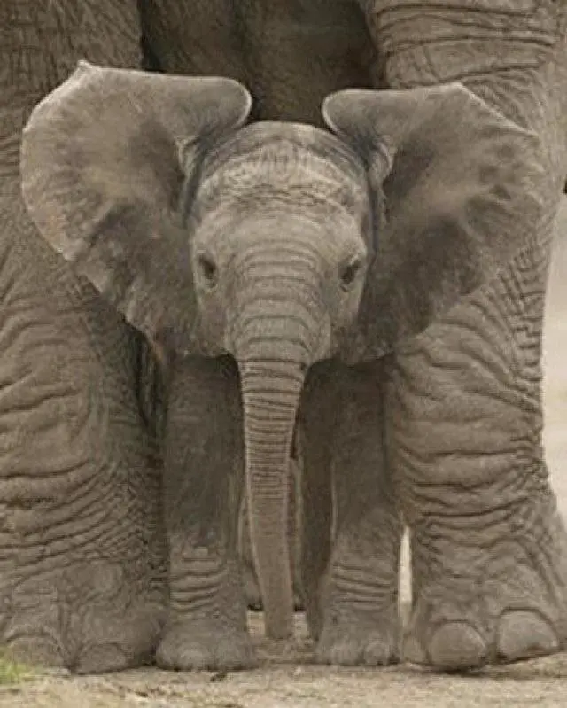 Main image of Big Ears Baby Elephant Poster Print (16 X 20)
