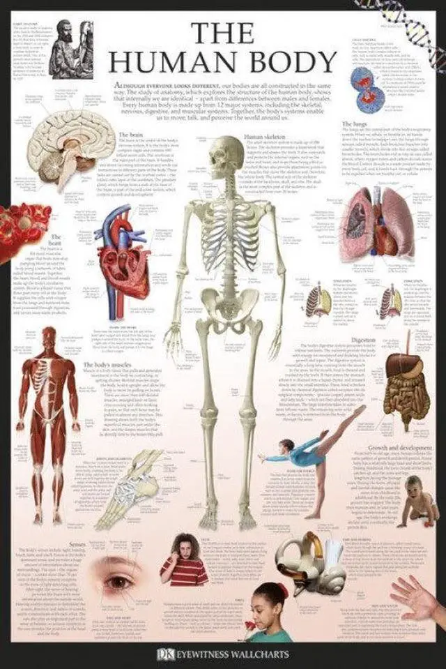 Main image of Human Body - Dorling Kindersley Eyewitness Wallcharts Poster Print (22 x 34)