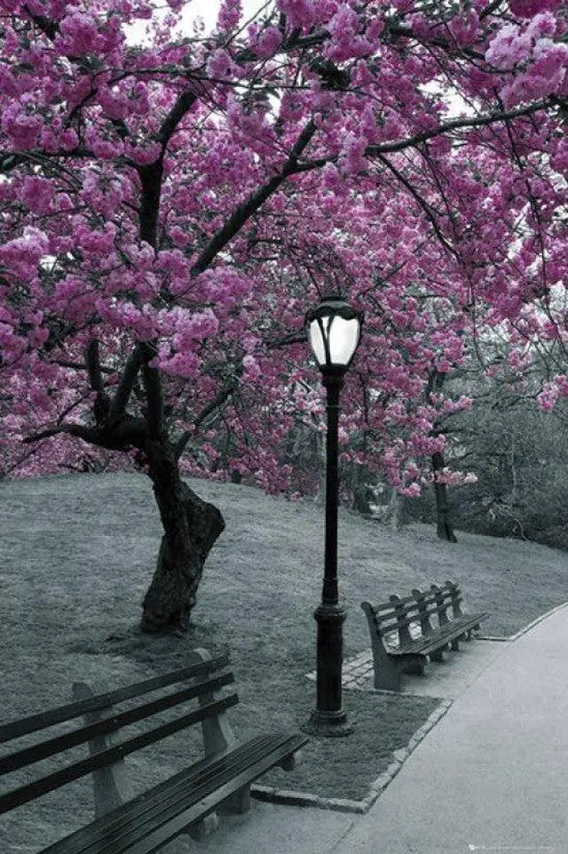 Main image of New York City Central Park Blossom Poster Print (22 x 34)