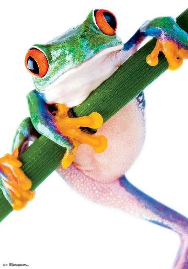 Main image of Frog Poster Print (22 x 34)