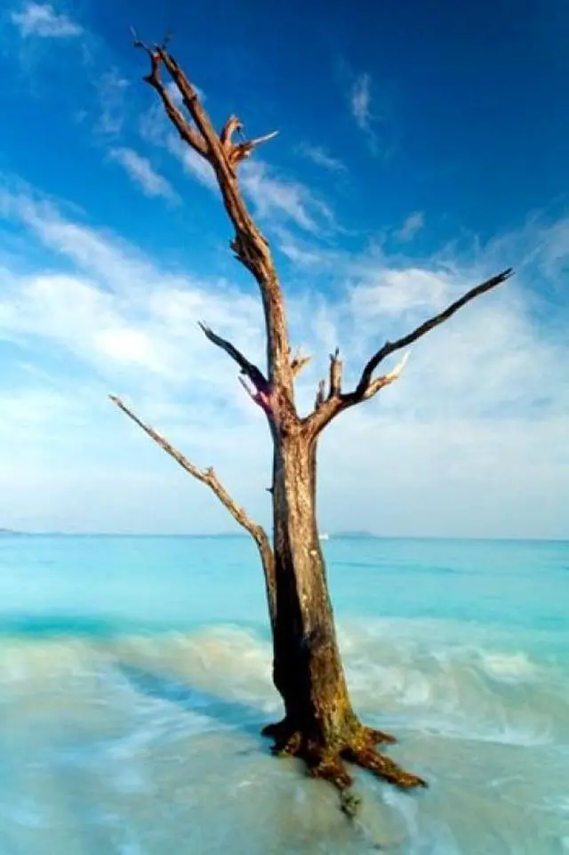 Main image of Cinnamon Bay Tree - Nathan Lovas Poster Print (22 x 34)