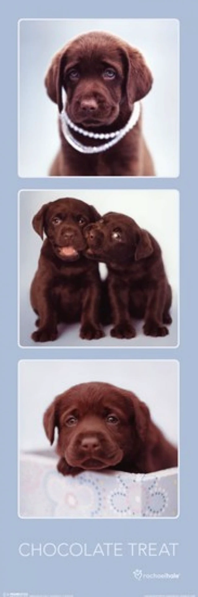 Alt view image 2 of 4 - Chocolate Treat Puppy Poster by Rachael Hale