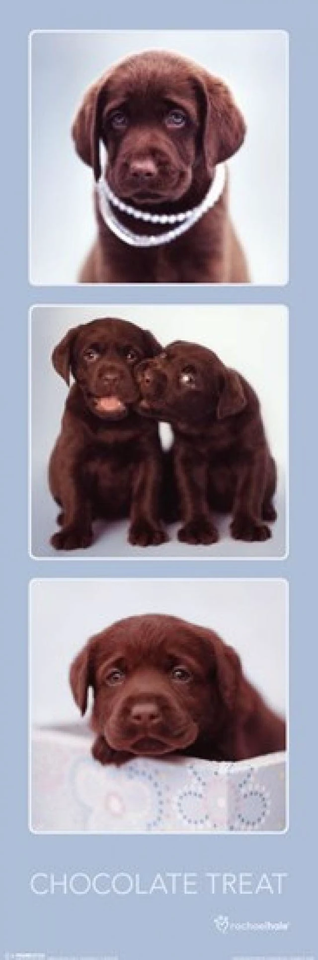 Main image of Chocolate Treat Puppy Poster by Rachael Hale