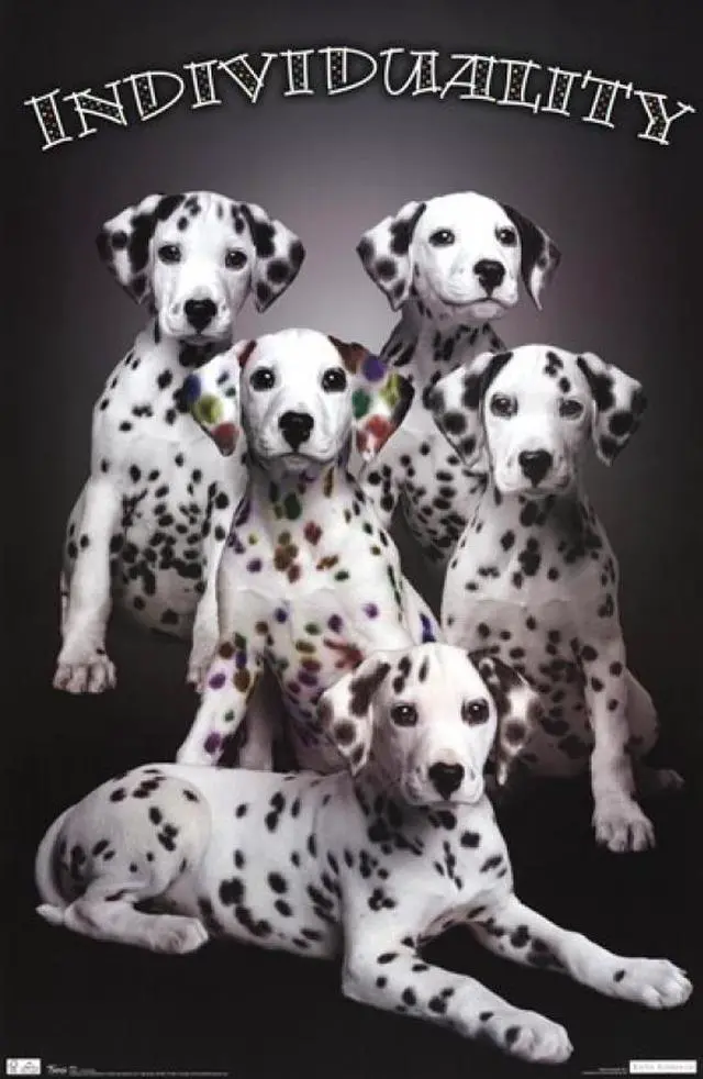 Main image of Puppy - Individuality Poster Print (24 x 36)