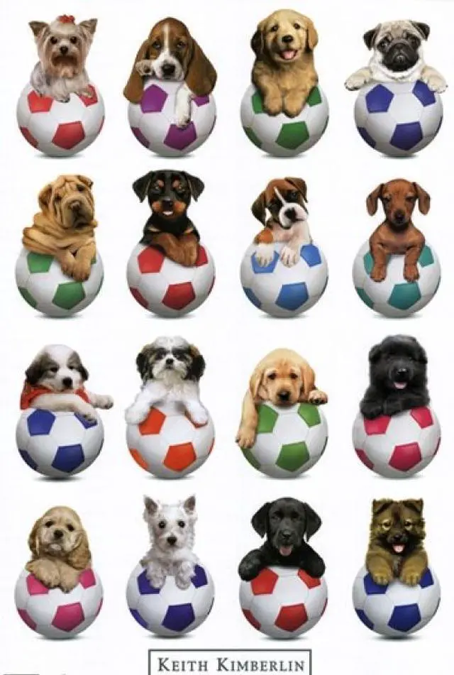 Main image of Puppy - Sports Poster Print (24 x 36)