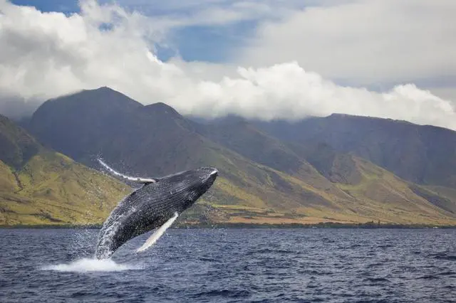 Main image of A breaching humpback whale (Megaptera novaeangliae) off the West side of the island of Maui Maui Hawaii United States of America Poster Print (19 x 12)