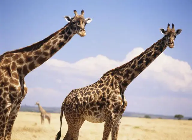 Main image of Giraffe Standing In Dry Grass On The Plains Of The Masai (Masai) Mara Game Reserve Poster Print (18 x 13)