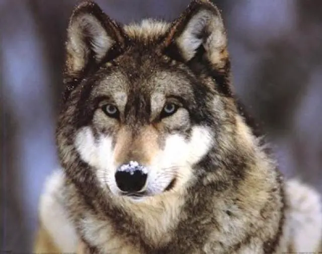 Main image of Grey Wolf Poster Print (20 x 16)