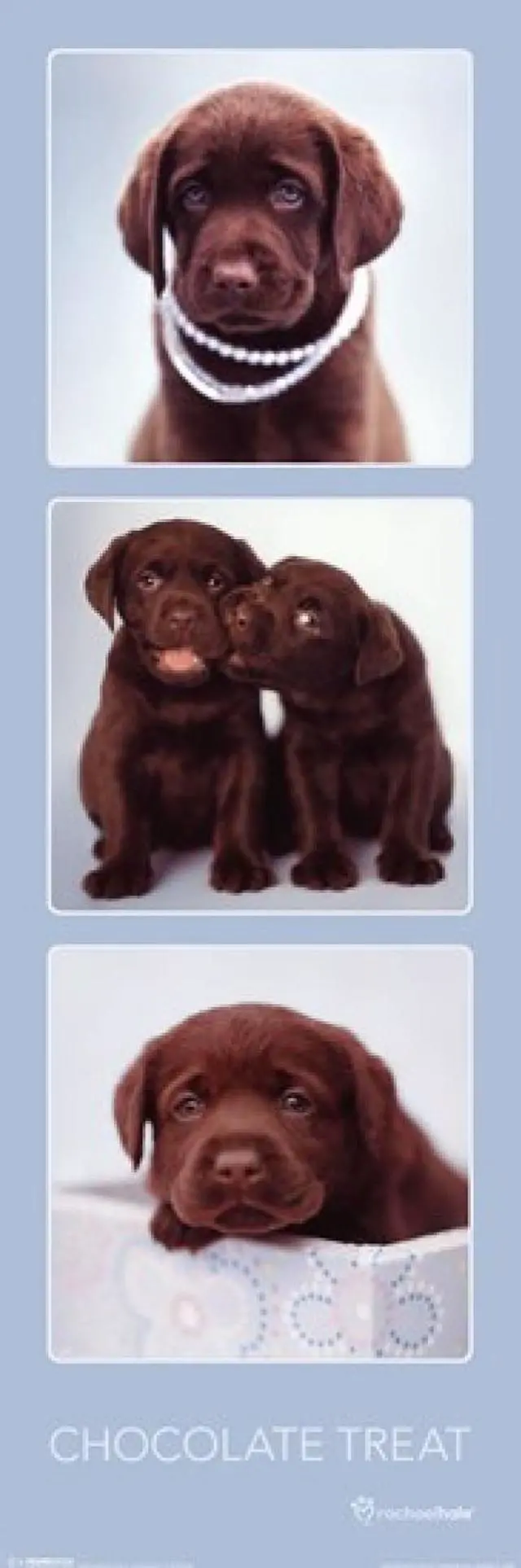 Main image of Chocolate Treat Puppy - Rachael Hale Poster Print (12 x 36)