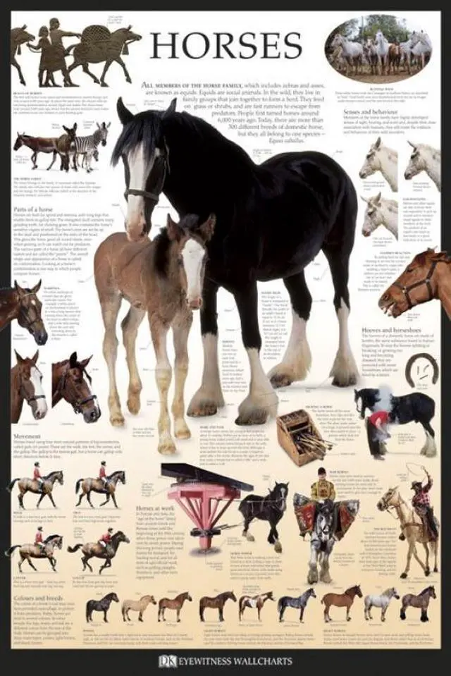 Main image of Horses - Dorling Kindersley Eyewitness Wallcharts Poster Print (22 x 34)