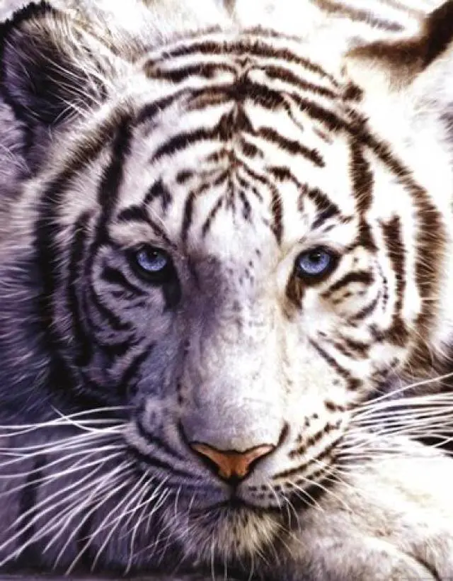 Main image of White Tiger Poster Print (16 X 20)