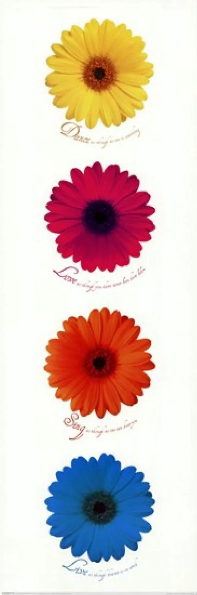 Main image of Daisies - Dance Love Sing Live Poster Print (12 x 36)