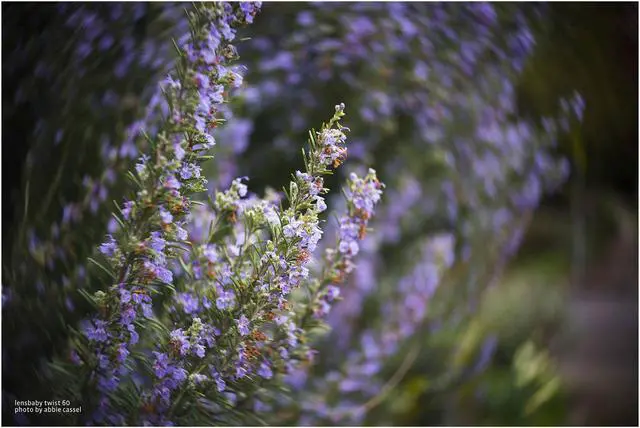 Alt view image 8 of 12 - Lensbaby Twist 60 for Nikon F Digital SLR's #LBT60N