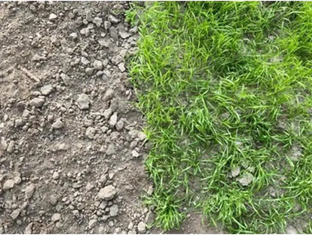 Alt view image 4 of 5 - Shade Master Lawn Grass Seed, 1 lb.
