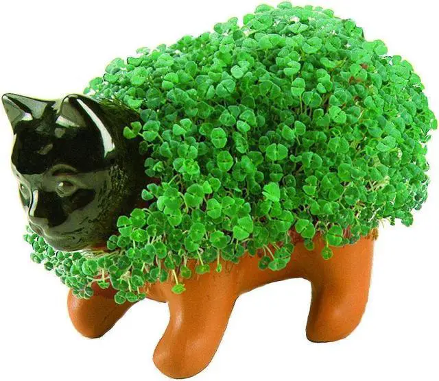Alt view image 5 of 9 - Chia Pet Planter - Kitten