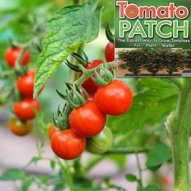 Alt view image 3 of 3 - Tomato Patch