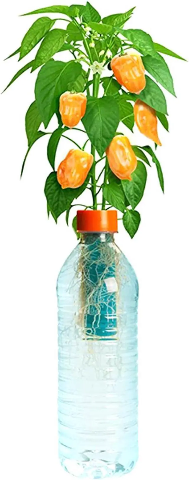 Alt view image 2 of 5 - Petomato Habanero Plant