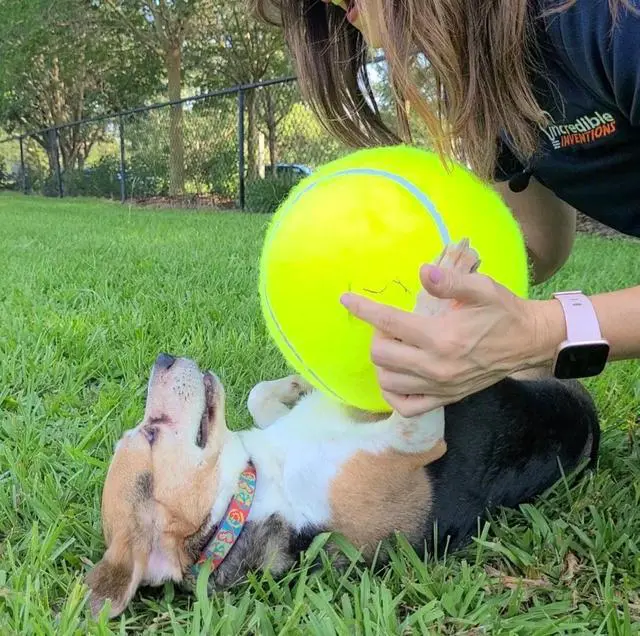 Alt view image 3 of 7 - Jumbo Pet Tennis Ball - 9.5"