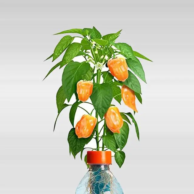 Alt view image 3 of 5 - Petomato Habanero Plant